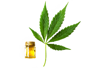 ulei de semințe de cânepă în cadrul Cannabis oil